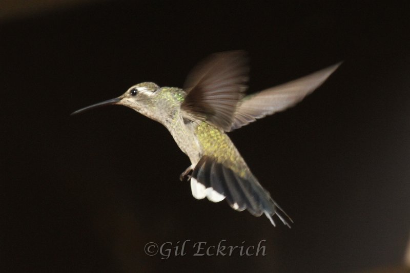 Blue-throated Humingbird 2011_07_14_1501.JPG
